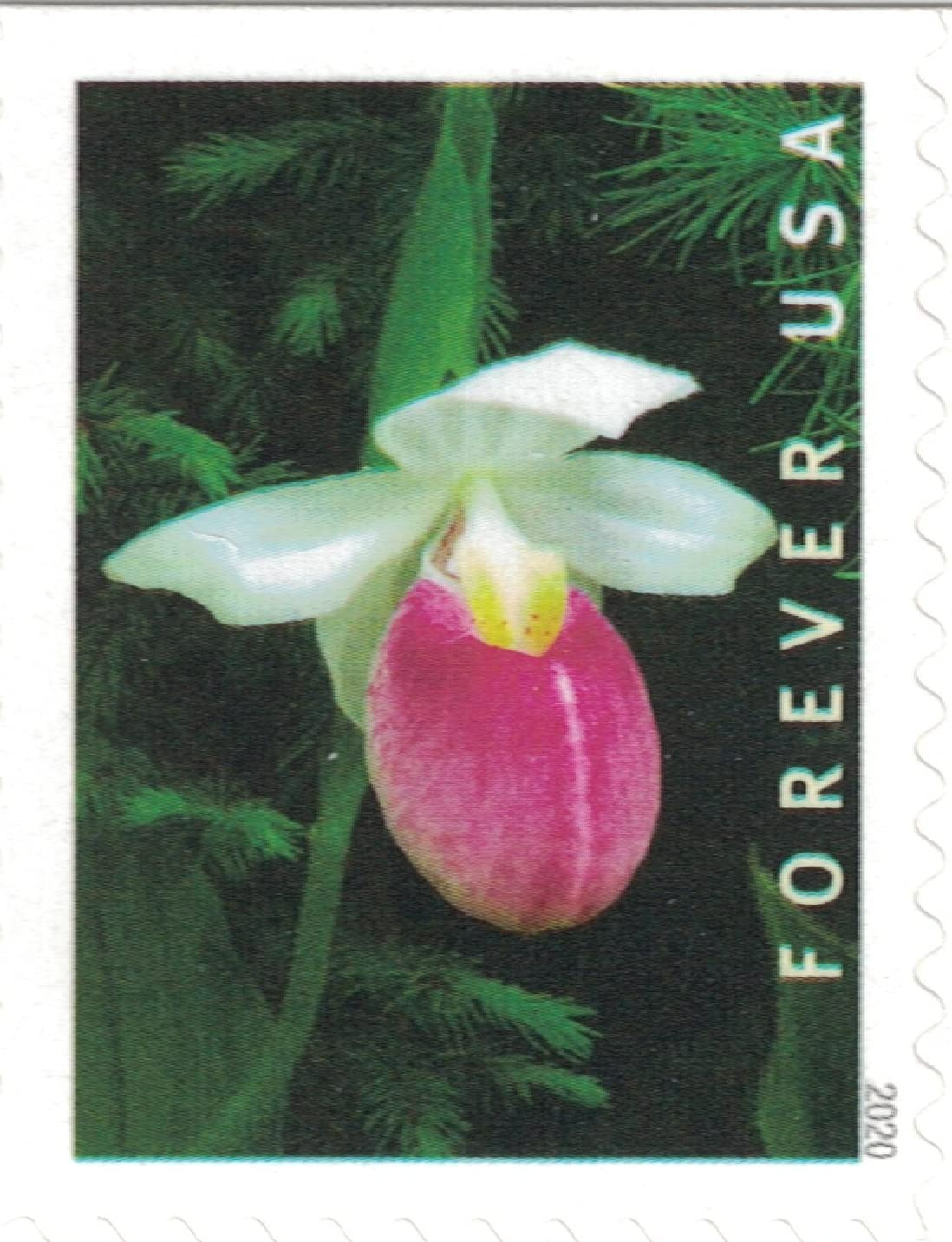 Wild Orchids 2019 USPS Stamps